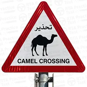 Camel crossing